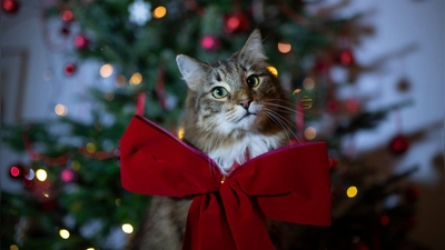 Haustiere verschenkt man besser nicht zu Weihnachten - der Zeitpunkt ist stressig für Tier und Menschen. (Foto: Ina Fassbender/dpa-tmn)