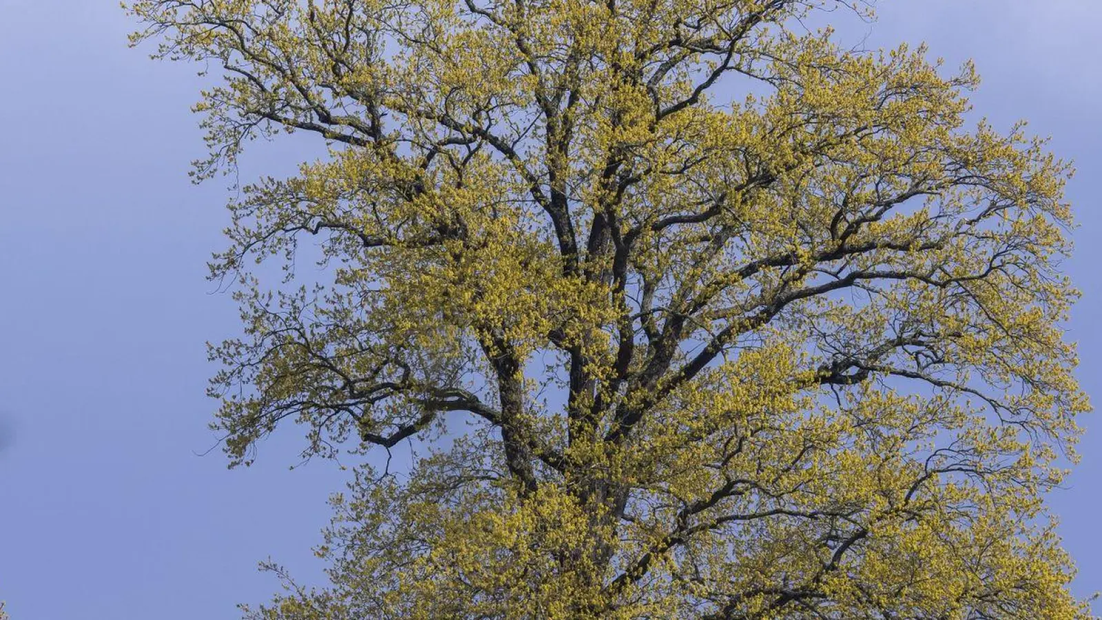 Das Wetter in Deutschland bleibt in den nächsten Tagen wechselhaft. (Foto: Jens Büttner/dpa)