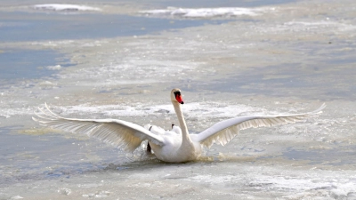 Eiskalte Bauchlandung - gesehen am Lindleinsee in der Nähe von Rothenburg. (Foto: Erika Brown)