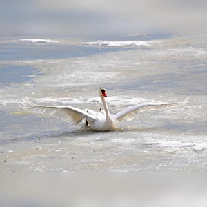 Eiskalte Bauchlandung - gesehen am Lindleinsee in der Nähe von Rothenburg. (Foto: Erika Brown)