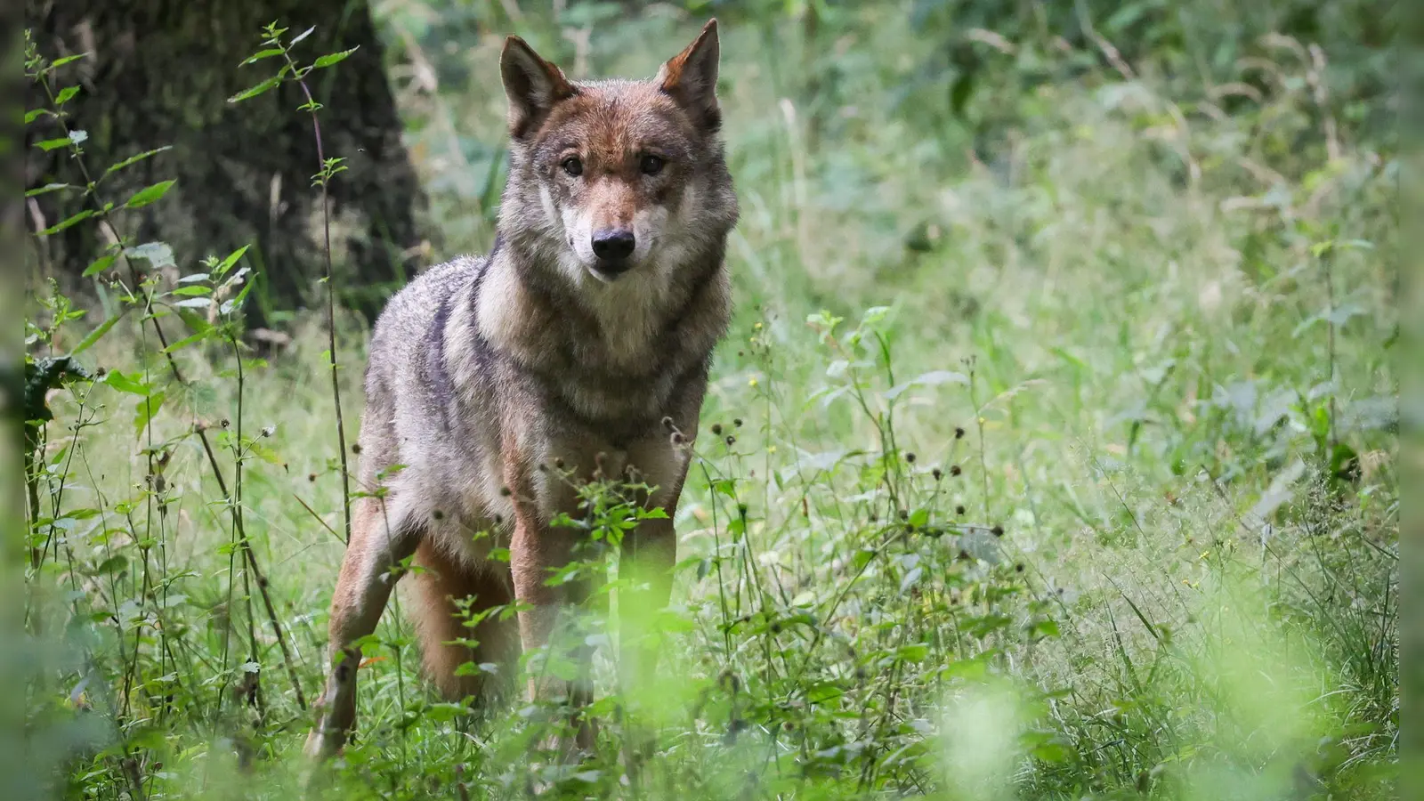 In der Hohen Rhön ist ein Wolf abgeschossen worden. (Symbolbild) (Foto: Christian Charisius/dpa)