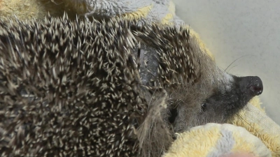 Mähroboter mähen nicht nur Rasen, sondern mitunter auch Igel. Tierschützer fordern ein Ende. (Foto: Sascha Thelen/dpa)