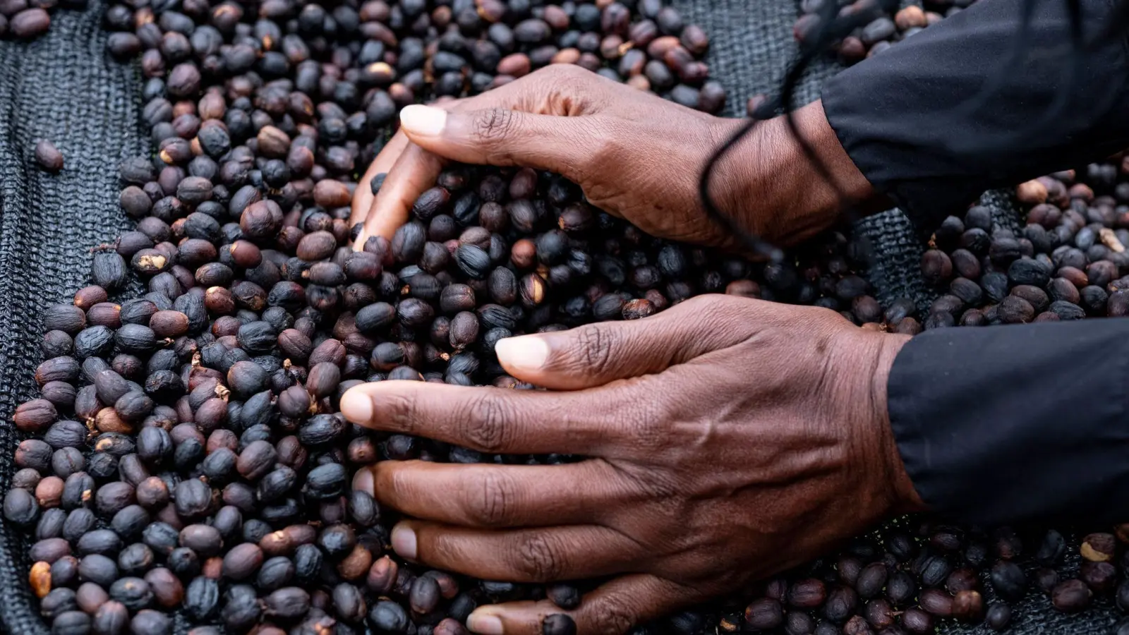 Rohkaffee wird in diesen Tagen zu Rekordpreisen an den Rohstoffbörsen gehandelt. (Foto: Fabian Sommer/dpa)