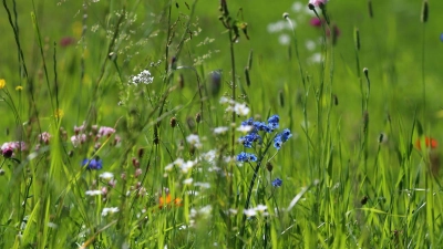 Akkurat war gestern. Ein bisschen Wildwuchs gefällt vor allem Insekten gut. (Foto: Karl-Josef Hildenbrand/dpa-tmn)