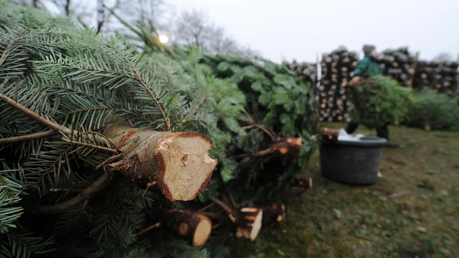 Sie brauchen neues Feuerholz? Der Weihnachtsbaum von diesem Fest sollte es nicht sein. (Foto: Tobias Hase/dpa-tmn)