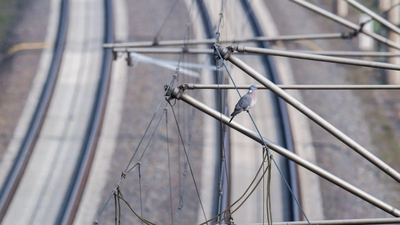 Ein junges Paar ist in München-Giesing auf dem Vorsprung einer Brücke eingeschlafen, die direkt über Bahngleise führt. (Symbolbild) (Foto: Julian Stratenschulte/dpa)