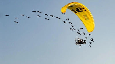 Teile der Strecke mussten die seltenen Vögel auch im Auto zurücklegen. (Foto: Gunnar Hartmann/Waldrappteam Conservation and Research/dpa)