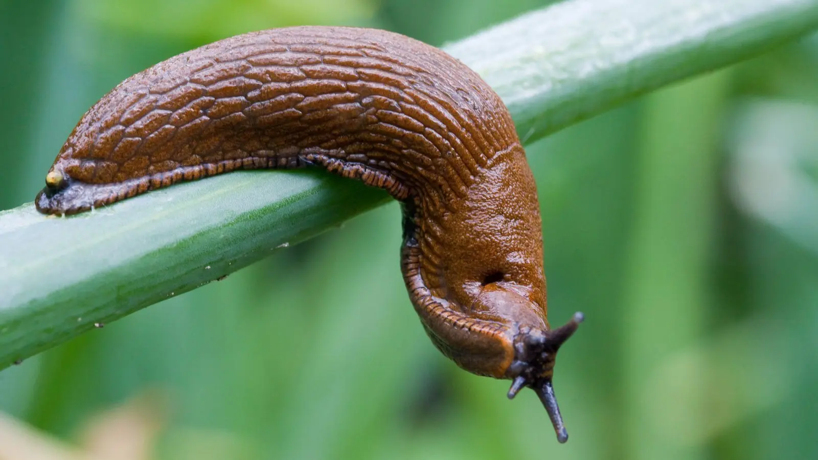 Laut Experten breitet sich die Spanische Wegschnecke zunehmend in den natürlichen Lebensräumen in Deutschland aus. (Foto: Patrick Pleul/dpa/Archivbild)