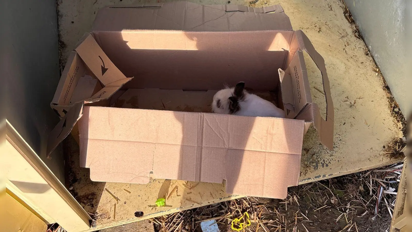 Das gefundene Kaninchen wurde von der Polizei mit Nahrung und Wasser versorgt. (Foto: ---/Polizeiinspektion Neutraubling]/dpa)