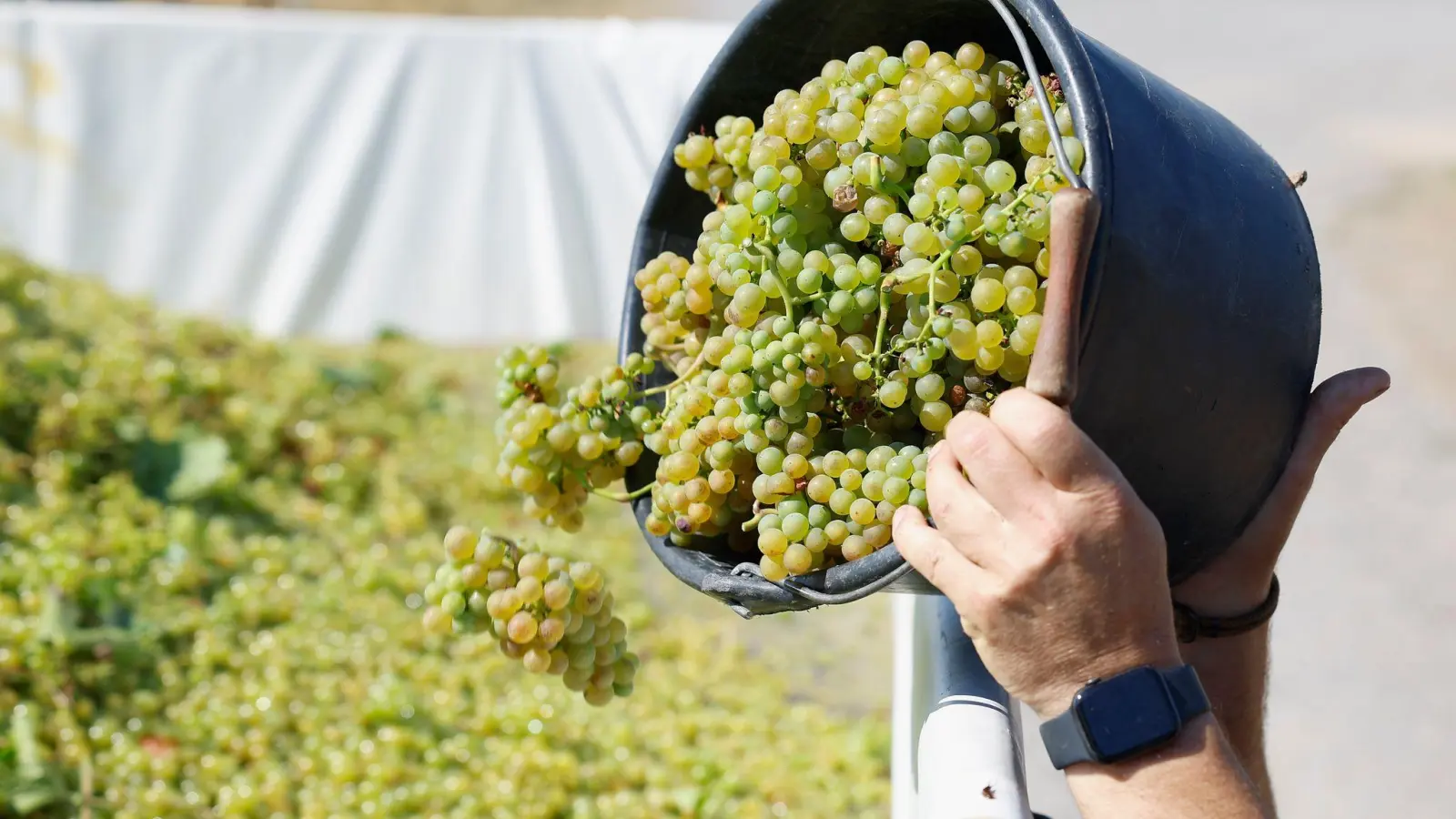 Dieser junge, noch gärende Wein ist ein Produkt zwischen Saft und Wein und wird traditionell zum Zwiebelkuchen gegessen. (Foto: Heiko Becker/dpa)