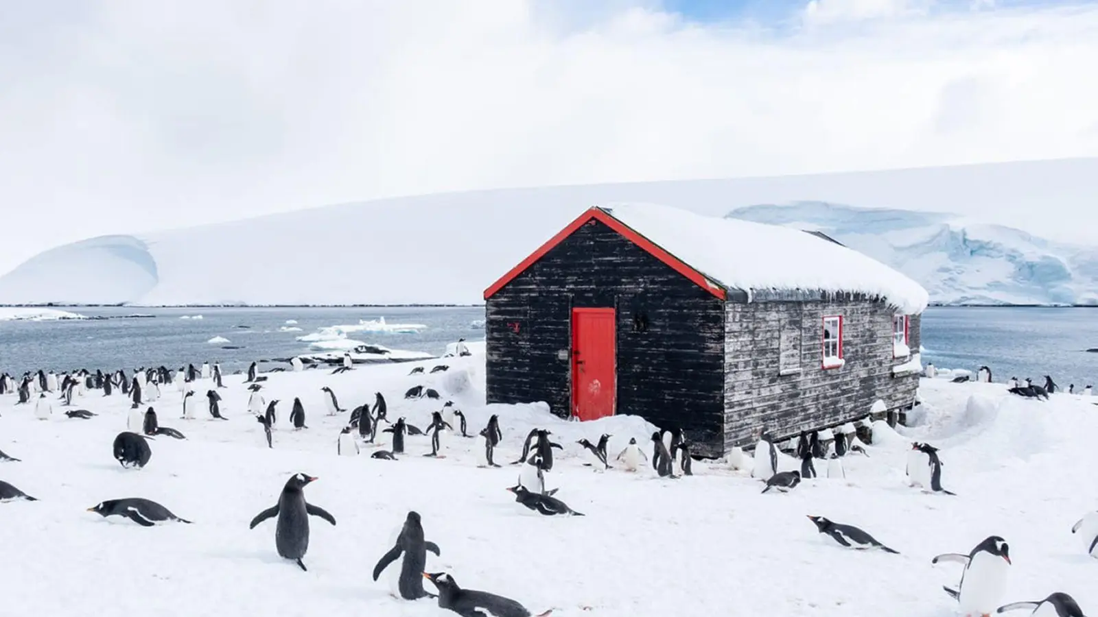 Fünf Monate verbringen die Freiwilligen inmitten von Pinguinen. (Foto: Jerome Viard/Ukaht/PA Media/dpa)