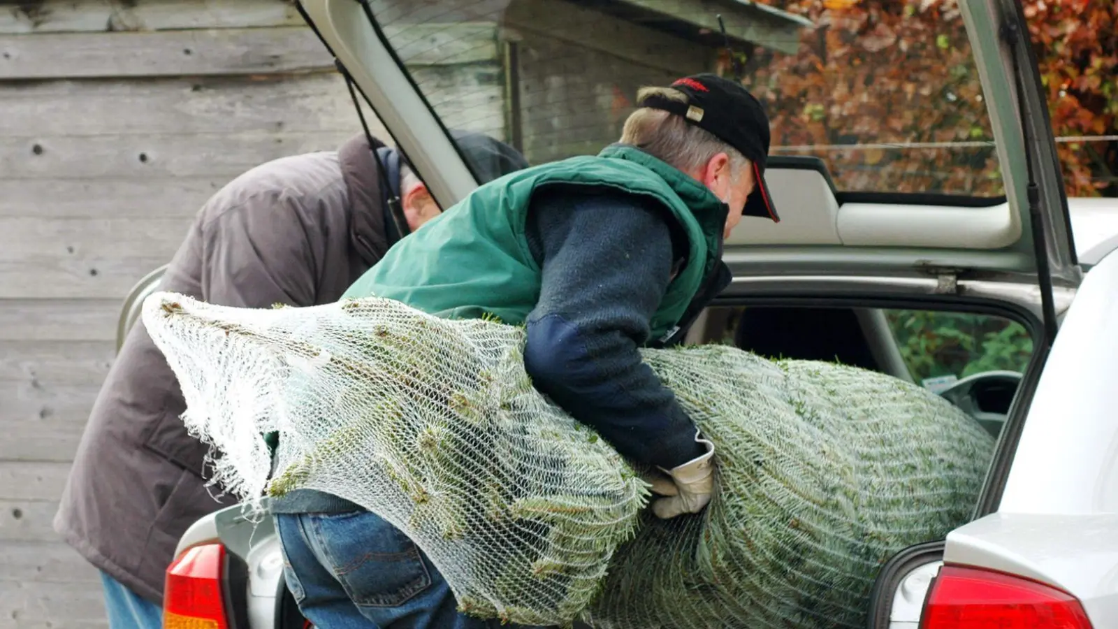 Wenn der Weihnachtsbaum nicht quer in den Kofferraum passt, werden die Rücksitze umgeklappt. Dabei sollte der Baum mit dem Stamm in Fahrtrichtung ausgerichtet sein und bündig an eine Sitzlehne anstoßen. (Foto: Jens Schierenbeck/dpa-tmn)