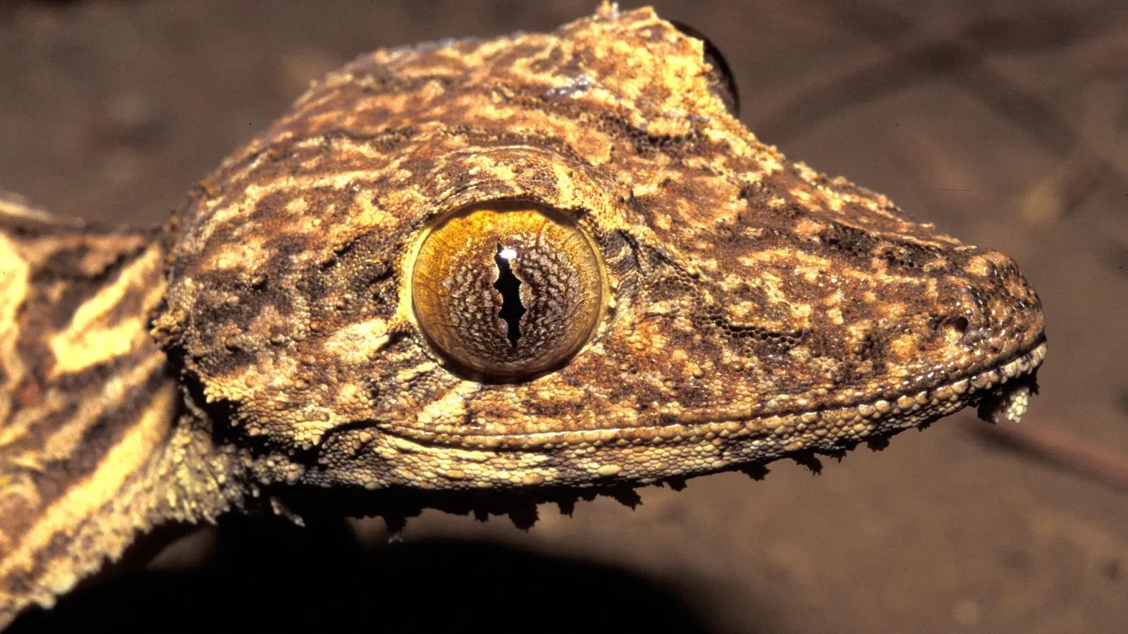 Kopfportrait des vor 23 Jahren entdeckten Blattschwanzgeckos aus Madagaskar. (Foto: Jörn Köhler/SNSB-ZSM/dpa)