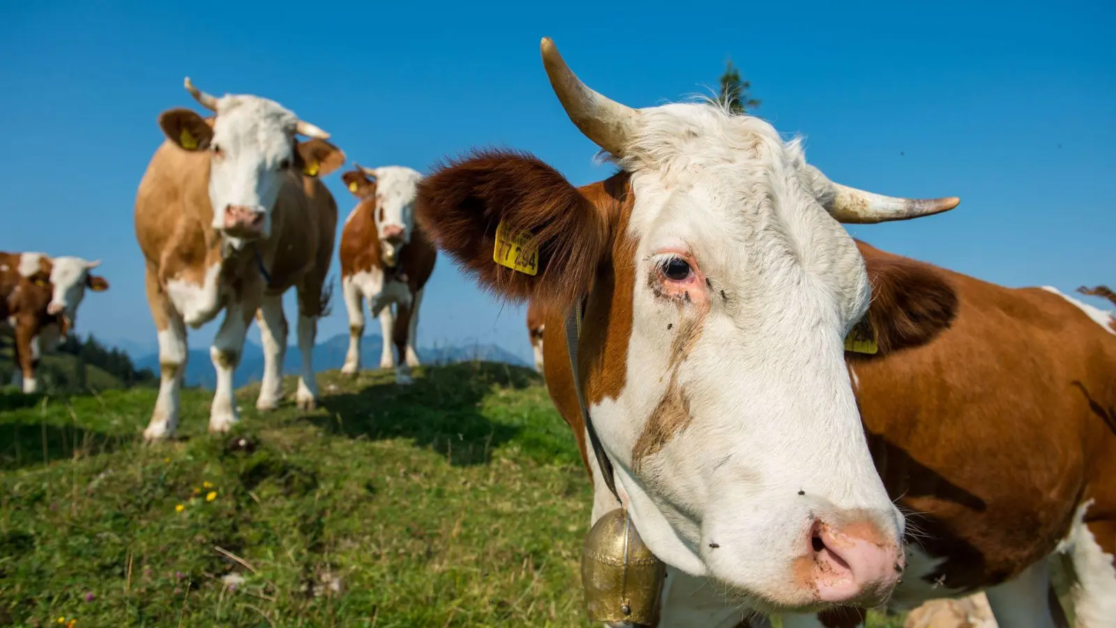 Kühe auf der Alm gehören in Bayern zum Landschaftsbild. (Foto: Lino Mirgeler/dpa)