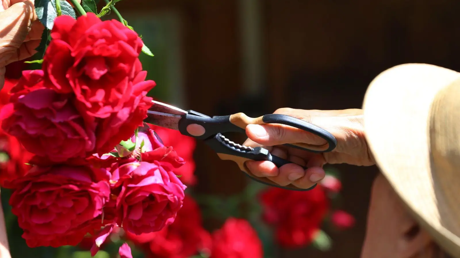 Wer welke Rosenblüten abschneidet, wird im Nachhinein oft mit einer neuen Blüte belohnt. (Foto: Karl-Josef Hildenbrand/dpa-tmn)