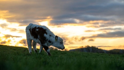 In Oberfranken ist ein Kalb ausgebüxt. (Symbolbild) (Foto: Pia Bayer/dpa)