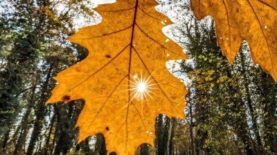 Wetter in Südbrandenburg: die Sonne strahlt durch ein an einem Baum hängendes Blatt. (Foto: Frank Hammerschmidt/dpa)