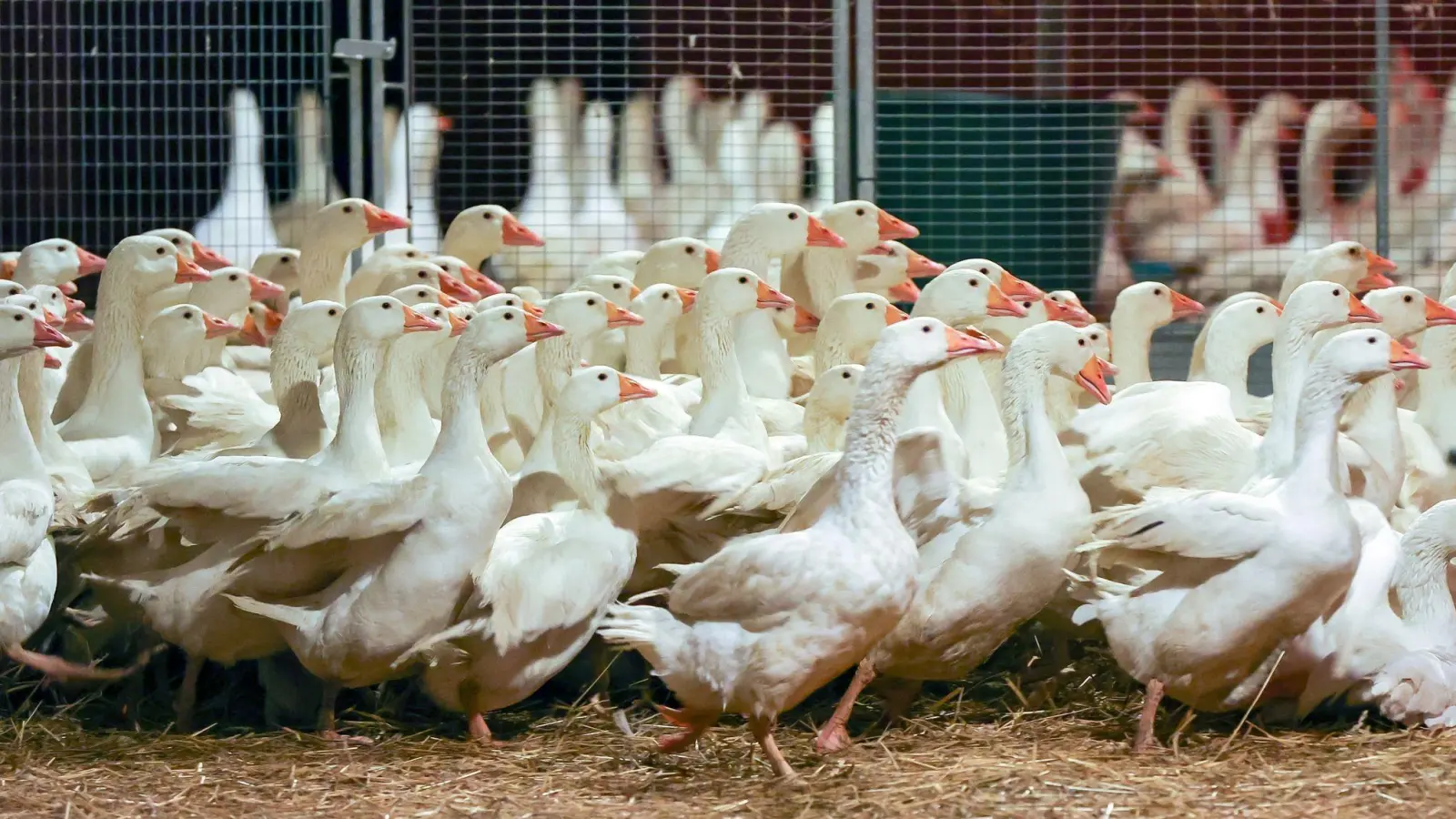 Die in einem Betrieb im Landkreis Ansbach ausgebrochene Vogelgrippe beeinflusst auch die Geflügelzüchter in der Region. (Symbolbild: Jan Woitas/dpa-Zentralbild)