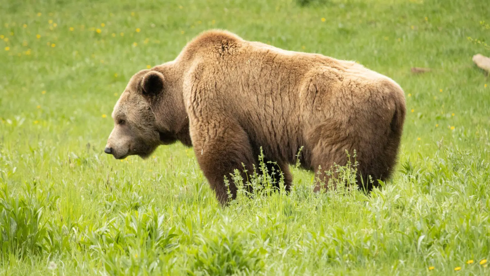 Streift ein Bär durchs Allgäu? (Archivbild/Illustration)  (Foto: Philipp Brandstädter/dpa)