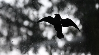 Der Landesbund für Vogelschutz ruft zu mehr Umsicht im Umgang mit den Zugvögeln auf. (Symbolbild) (Foto: Britta Pedersen/dpa)