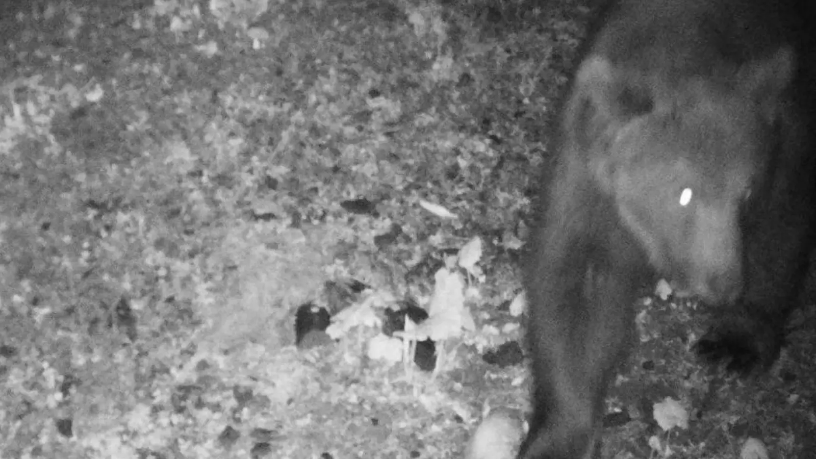 Das Foto der Wildkamera zeigt einen Braunbären, der in der Nacht auf den 22. Mai 2024 im Gemeindegebiet festgestellt wurde. Im deutsch-österreichischen Grenzgebiet und nur wenige Kilometer vom Allgäu entfernt ist ein Braunbär unterwegs. (Foto: -/Reviermanagement/dpa)