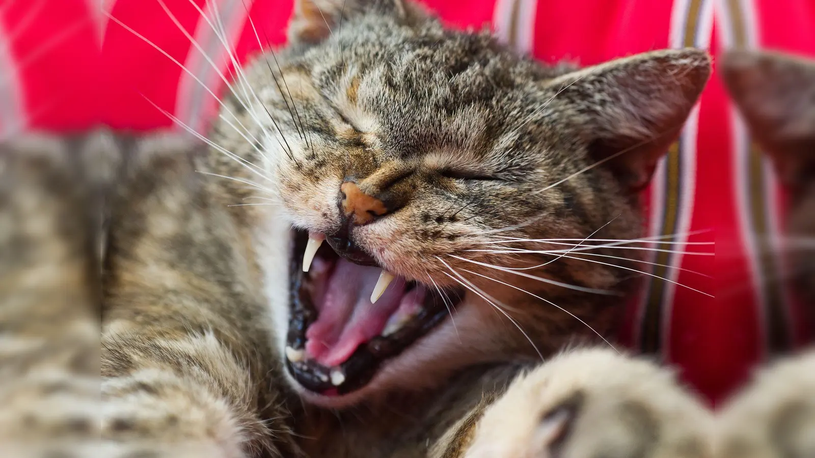 Schauen Sie Ihrer Katze öfter mal ins Maul: Sind alle Zähne intakt, ist nichts gerötet und riecht es nicht auffällig? Sonst könnte ein Gang zum Tierarzt nötig sein. (Foto: picture alliance / dpa)