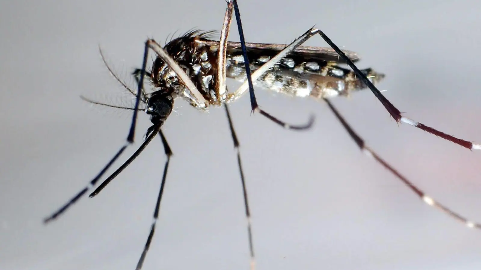 Stechmücke der Art „Aedes aegypti“ - auch „Stegomyia aegypti“: Die Gelbfiebermücke, Denguemücke oder Ägyptische Tigermücke überträgt verschiedene Krankheiten, darunter auch das Dengue-Fieber. (Foto: Gustavo Amador/epa/dpa)