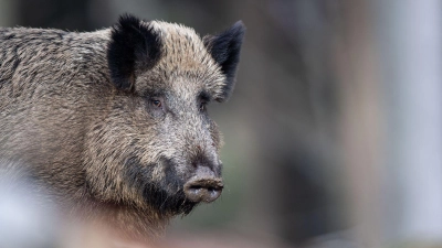 Ein Wildschwein steht auf einem Plateau im Tier-Freigelände im Nationalparkzentrum im Bayerischen Wald. (Archivbild) (Foto: Lino Mirgeler/dpa)