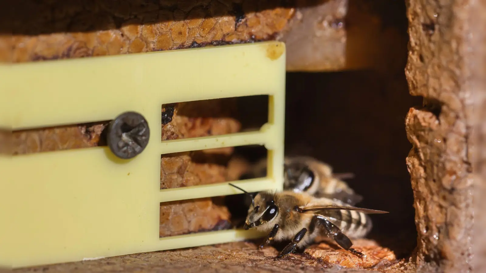 In Starnberg sind zwei Bienenvölker verendet, weil die Bienenkästen unsachgemäß geöffnet wurden. (Symbolbild) (Foto: Ulrich Perrey/dpa)