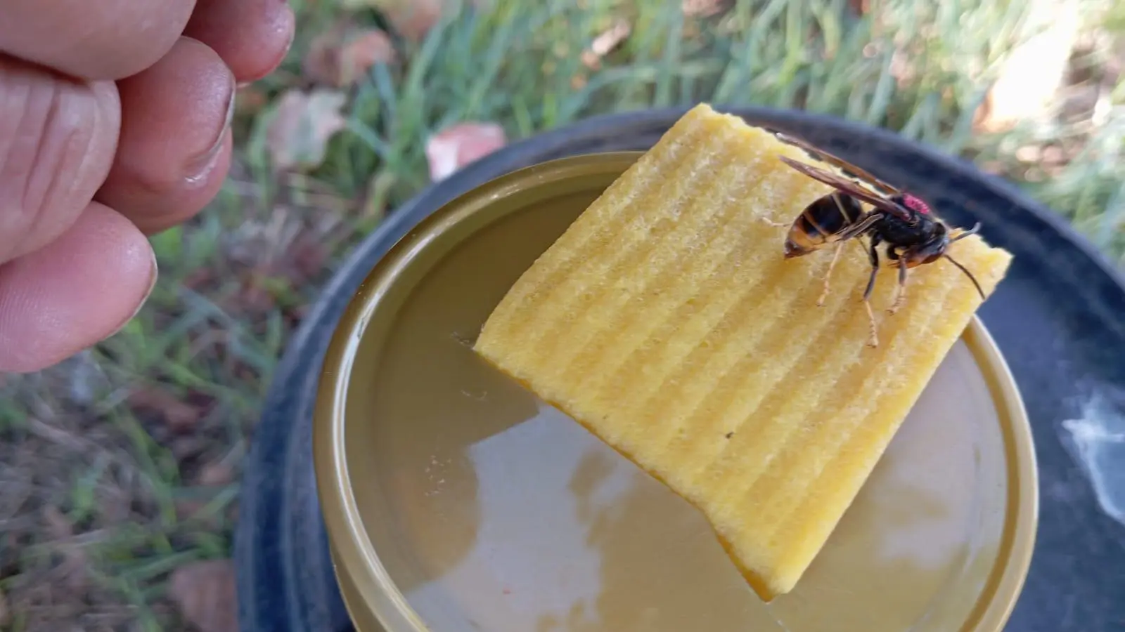 Die Asiatische Hornisse ist hauptsächlich schwarz gefärbt. Vorne am Kopf ist sie orange getupft (sieht man auf diesem Bild nicht) und hinten gelb. Hier nascht sie gerade ein Lockmittel, bestehend aus Bier, Wein und Zucker. (Foto: Josef Weiss)