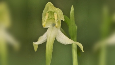 Die Orchidee des Jahres 2025 hat einen besonderen Duft. (Foto: Adolf Riechelmann/AHO Bayern/dpa)