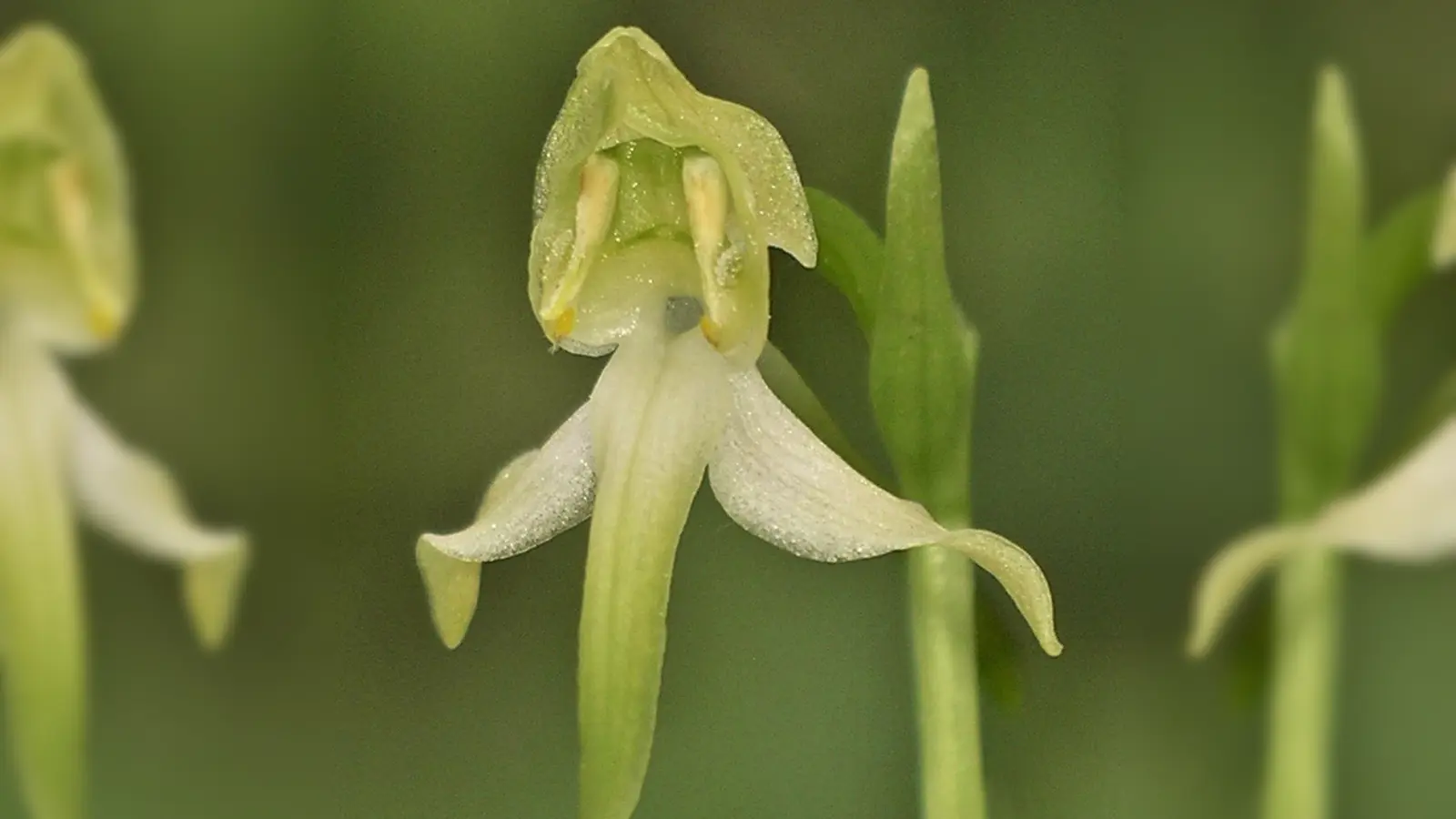 Die Orchidee des Jahres 2025 hat einen besonderen Duft. (Foto: Adolf Riechelmann/AHO Bayern/dpa)