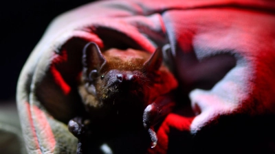 Auf zahlreichen Veranstaltungen können Naturfreunde bei der diesjährigen „Batnight“ wieder in die Welt der Fledermäuse eintauchen. (Foto: Martin Schutt/dpa-Zentralbild/dpa)