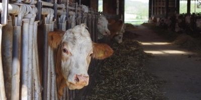 Eine Kuh in einem Stall im Landkreis Ansbach: Steckt die Landwirtschaft in Deutschland in der Krise? (Foto: Emily Kapeller/Nicole Mantsch/Jannic Hofmuth/Silvan Ziegler)