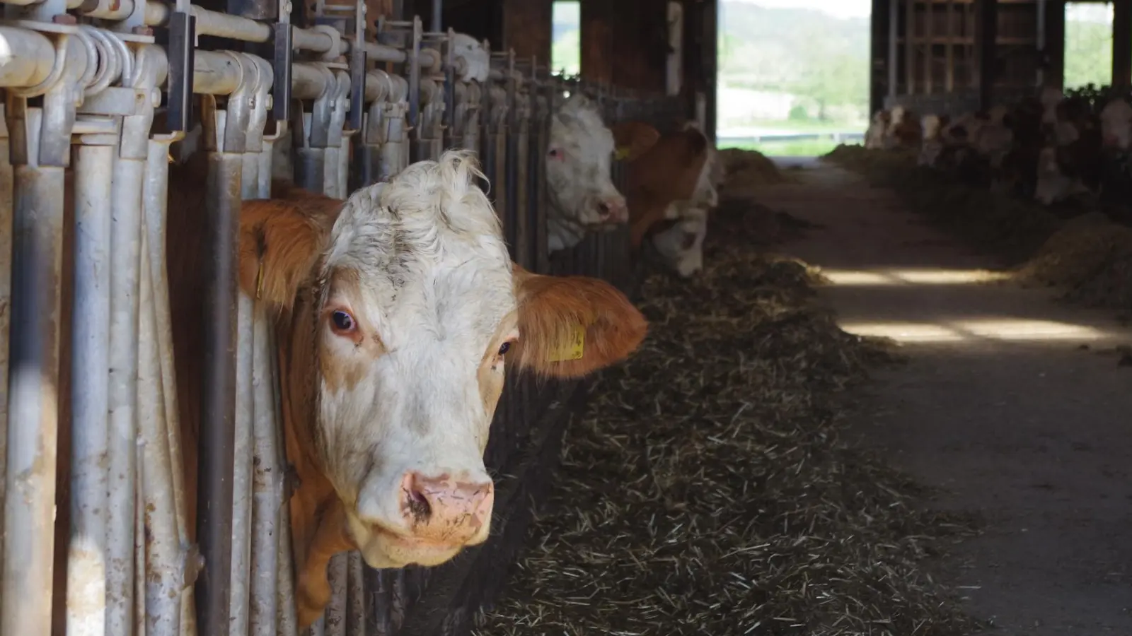 Eine Kuh in einem Stall im Landkreis Ansbach: Steckt die Landwirtschaft in Deutschland in der Krise? (Foto: Emily Kapeller/Nicole Mantsch/Jannic Hofmuth/Silvan Ziegler)