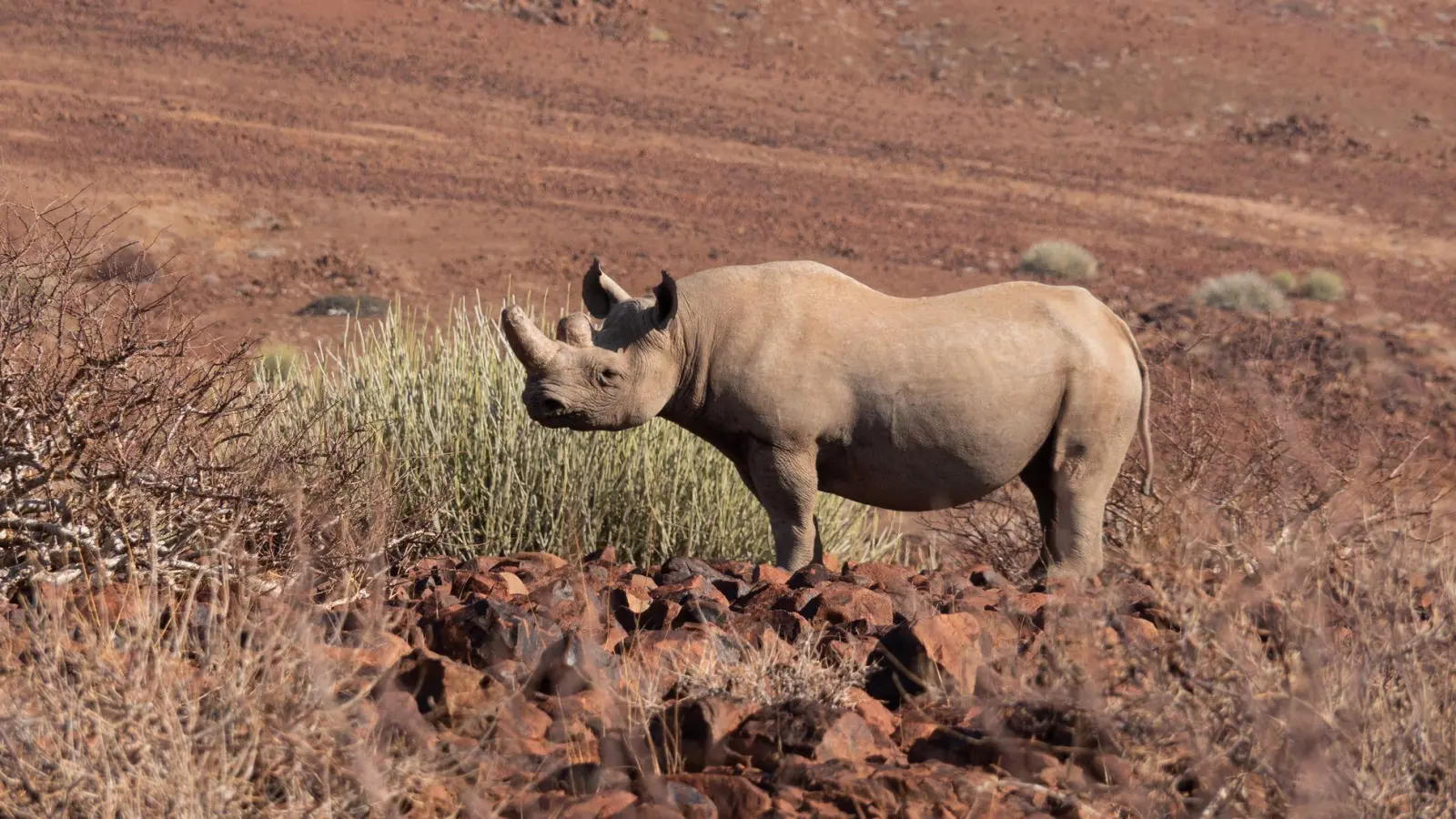 Gefährdete Art: ein Spitzmaulnashorn in der Namib-Wüste. (Foto: Andreas Drouve/dpa-tmn)