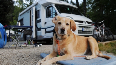 Campen mit Hund verspricht mehr Freiheit als gemeinsamer Urlaub im Hotelzimmer. Doch auch hier kann oft nicht auf die Leine verzichtet werden. (Foto: Tobias Hase/dpa-tmn)