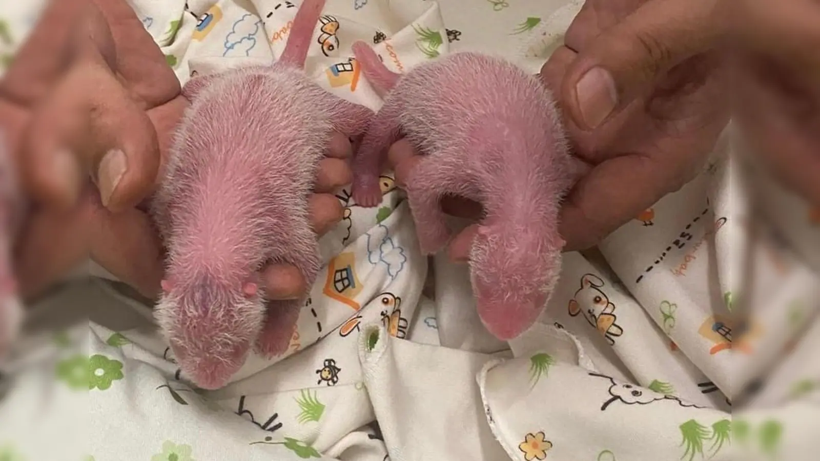 Die Zeit kurz nach der Geburt ist besonders kritisch bei Panda-Babys.  (Foto: Ocean Park Hongkong/XinHua/dpa)