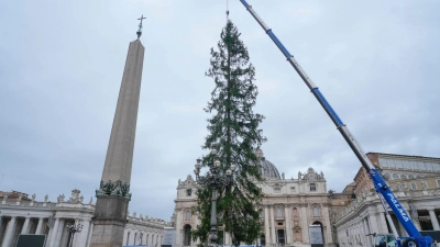 Eine 29 Meter hohe Rotfichte aus dem Dorf Ledro in den Dolomiten wird auf dem Petersplatz aufgestellt. (Foto: Gregorio Borgia/AP)