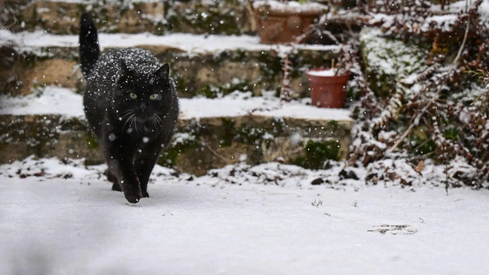 Freigänger-Katzen gehen auch im Winter nach draußen, um ihr Revier zu kontrollieren. Doch oft sind ihre Ausflüge kürzer und gezielter. (Foto: Bernd Weißbrod/dpa/dpa-tmn)