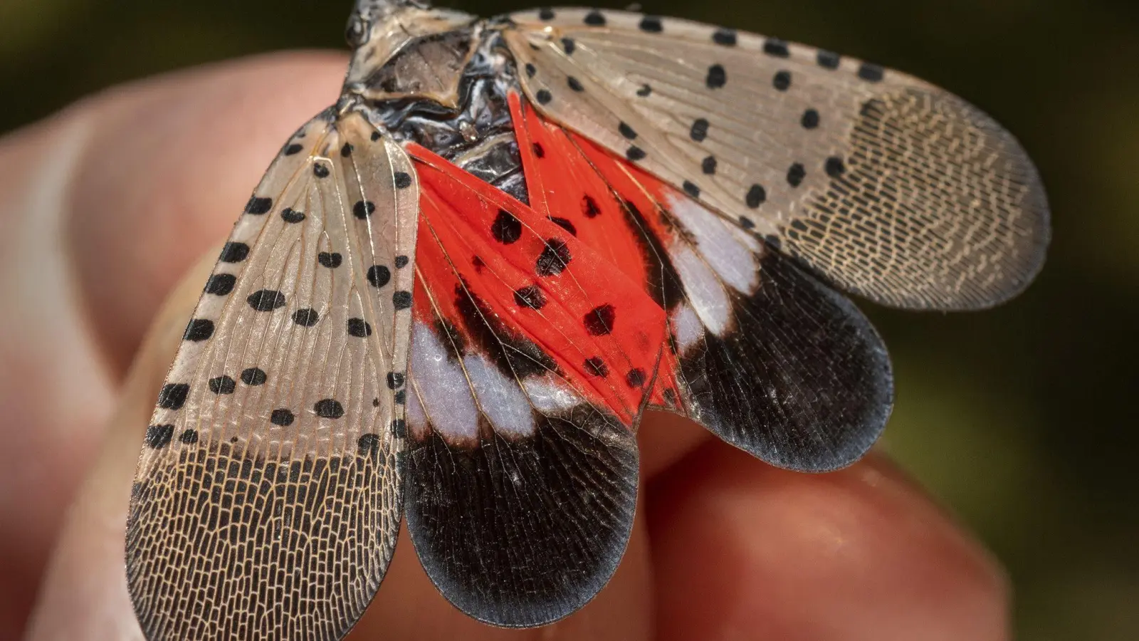 Sieht hübsch aus, richtet aber hierzulande Schaden an: Eine ausgewachsene Gepunktete Laternenträgerzikade (Lycorma delicatula). (Foto: Andy Lavalley/Post-Tribune/Chicago Tribune via ZUMA Press/dpa)