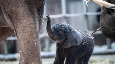 Der junge Elefantenbulle Tsavo aus dem Wuppertaler Zoo wurde eingeschläfert. (Foto: Fabian Strauch/dpa)