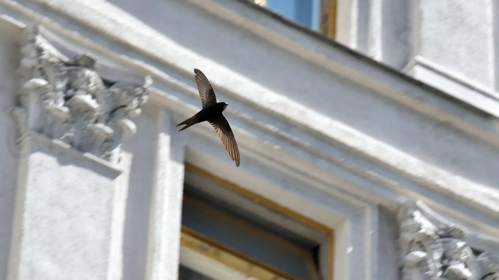 Mauersegler stehen vor dem Flug in Richtung Winterquartier vor. (Foto Archiv) (Foto: -/Ukrinform/dpa)