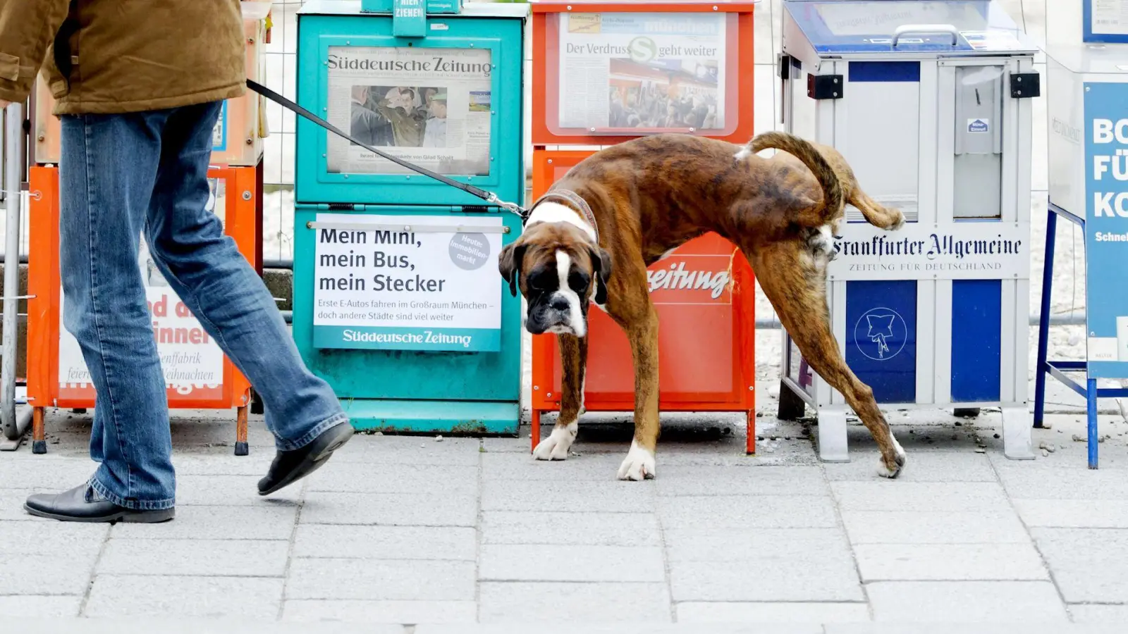 Halter haften für alle Schäden, die ihre Hunde verursachen - Versicherungen können vor finanziellen Schäden schützen. (Foto: Peter Kneffel/dpa/dpa-tmn)