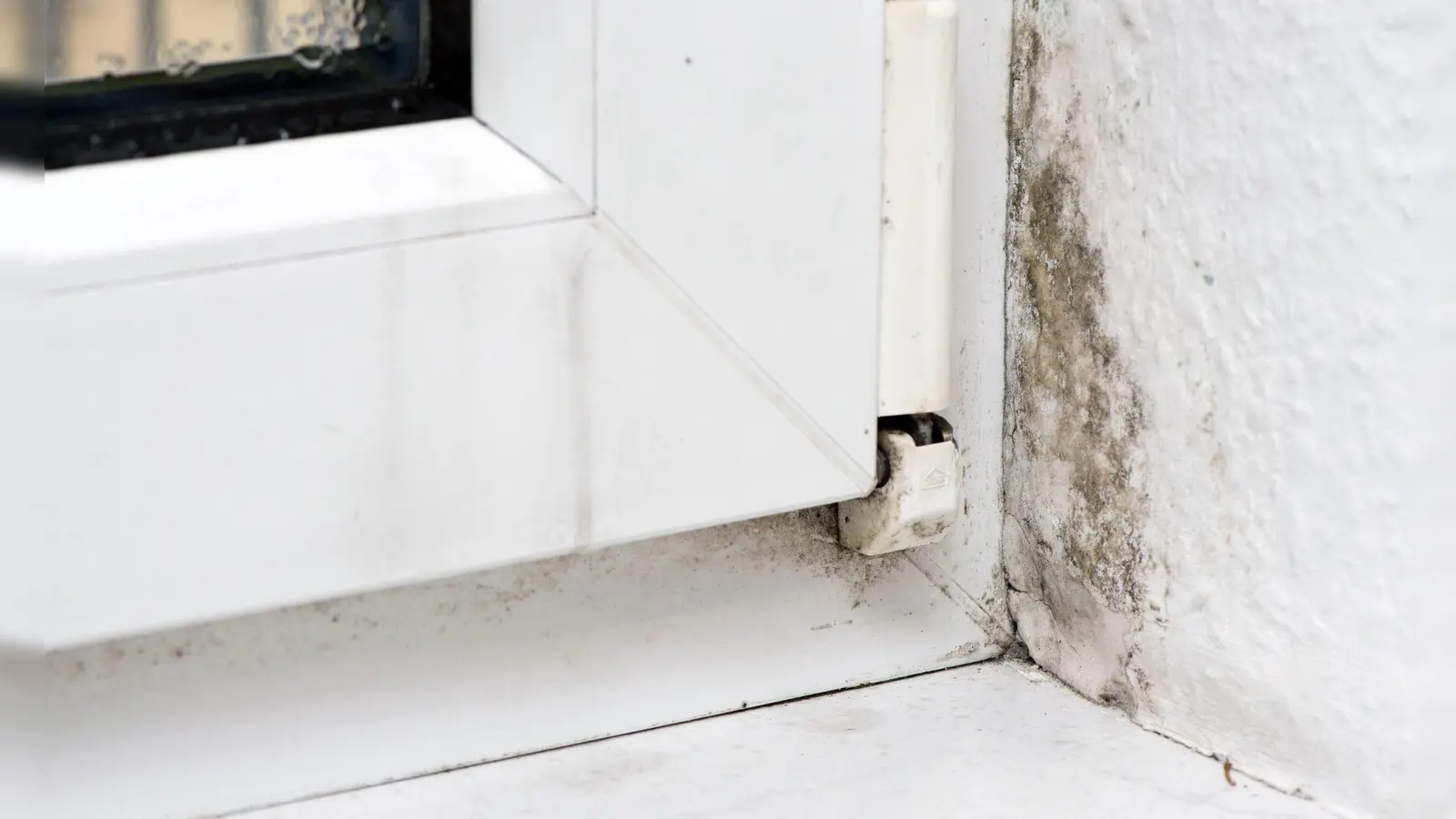 Feuchtigkeit in der Wohnung kann zur Schimmelbildung führen. Manchmal liegt die Ursache dafür an einem Fenstertausch. (Foto: Andrea Warnecke/dpa-tmn)