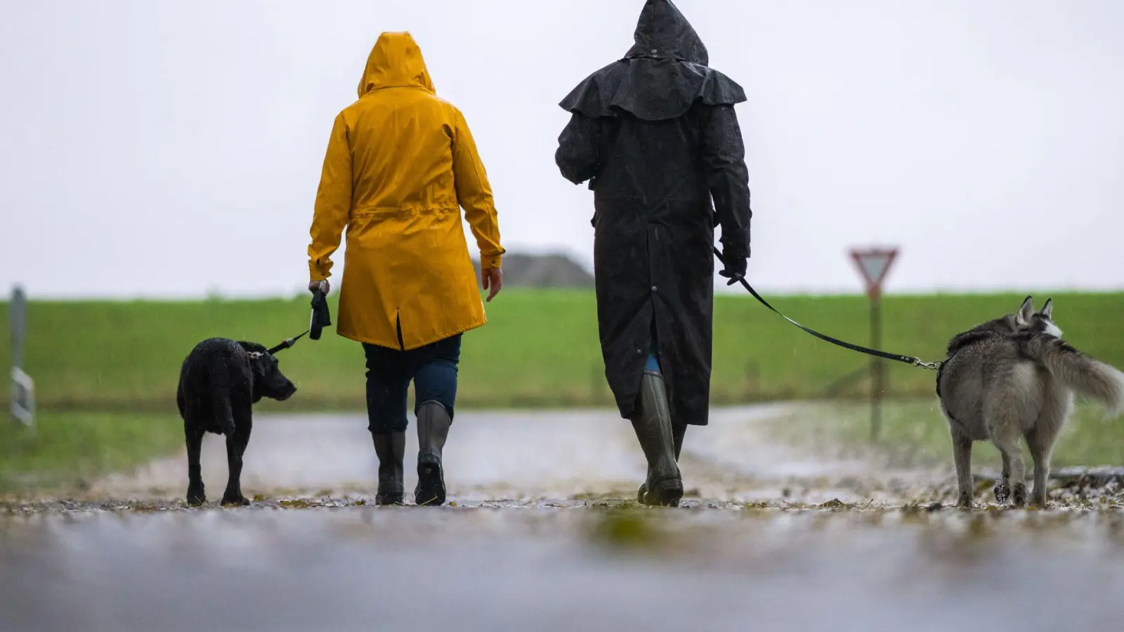 Kleine Gassirunde: Bei stürmischem Wetter sollte man mit dem Hund lieber nur kurz spazieren gehen und Gegenden mit Bäumen meiden. (Foto: Mohssen Assanimoghaddam/dpa/dpa-tmn)