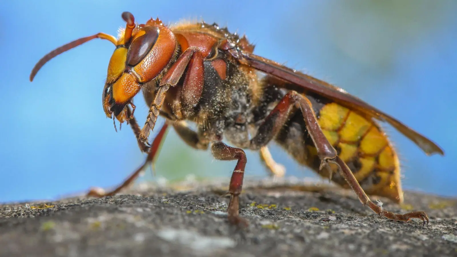 „Die ausgewachsenen Hornissen sind Vegetarier. Sie ernähren sich von Nektar und Pflanzensäften“: Eine Hornisse (Vespa crabro). (Foto: Patrick Pleul/dpa)