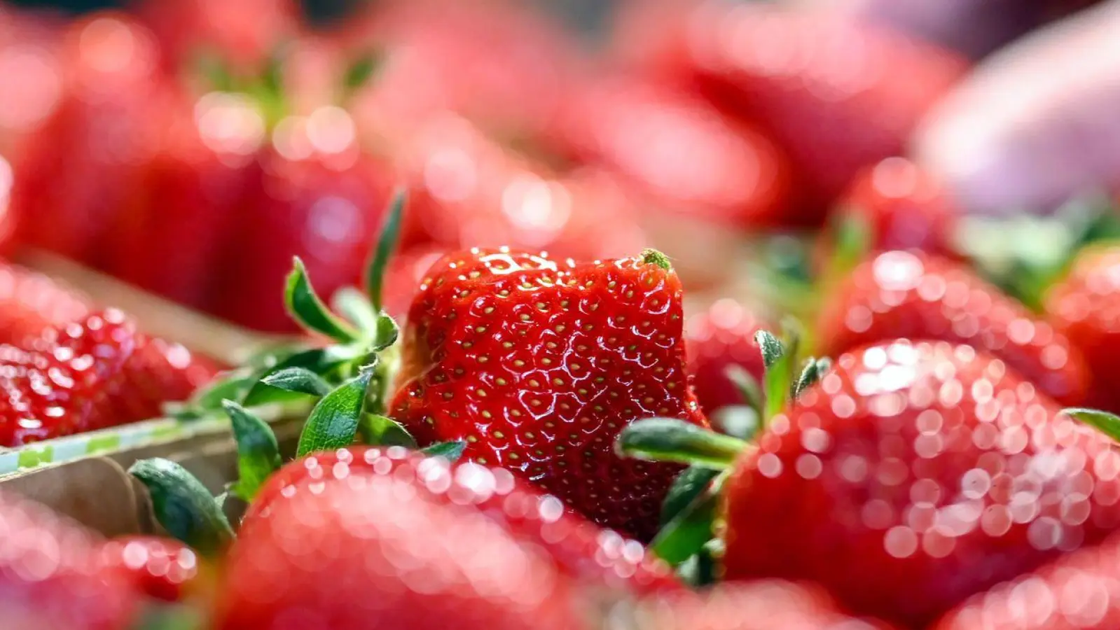 Im Schnitt sei die Erdbeersaison gut verlaufen, heißt es vom Verband Süddeutscher Spargel- und Erdbeeranbauer. (Foto: Uli Deck/dpa)