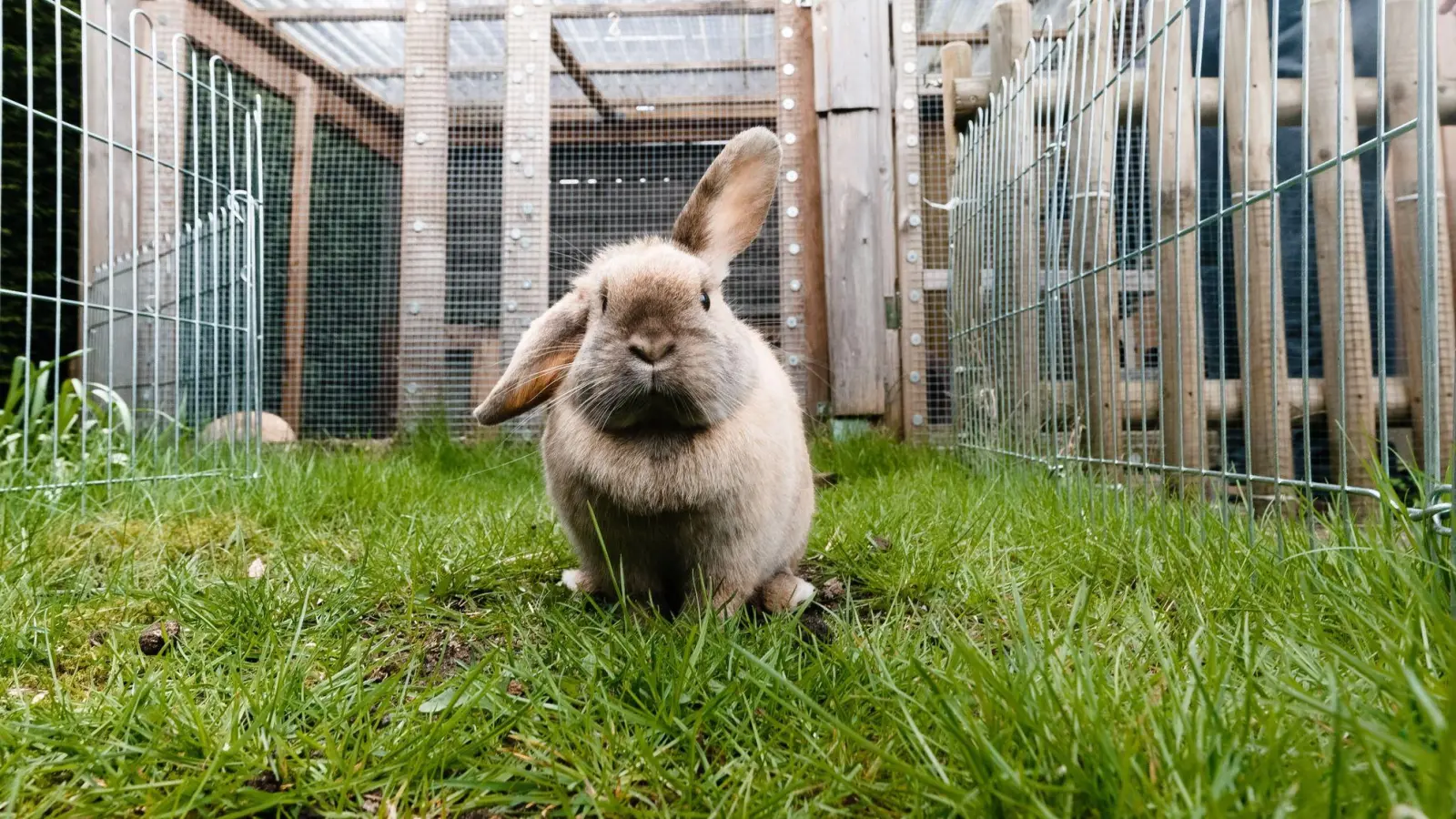 Auch Hauskaninchen sind Meister darin, Krankheiten zu verstecken. (Foto: Markus Scholz/dpa-tmn)