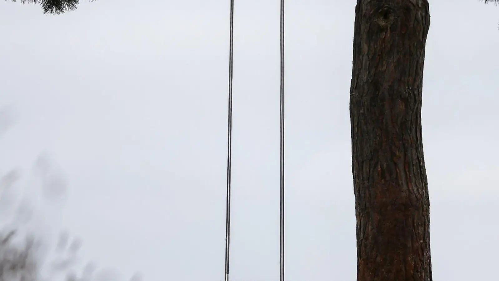 Eine leere Schaukel hängt an einem Baum. (Foto: Jan Woitas/dpa/Archivbild)